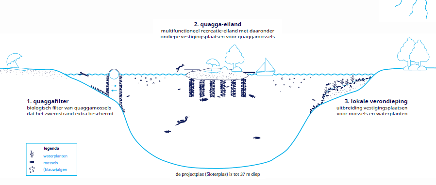 Dit is een infographic van hoe de Sloterplas wordt als we mosselen en waterplanten kunnen gebruiken voor schoon water. Met een quagga-eiland in het midden, ondiepe gedeelten met waterplanten en beschermingsfilters voor zwemmers