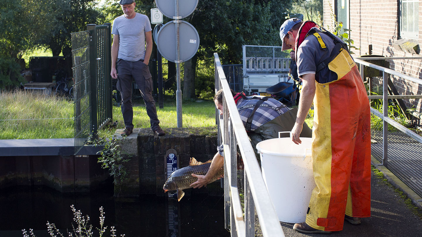 Een man naast een gemaal in Ankeveen zet een vis uit.